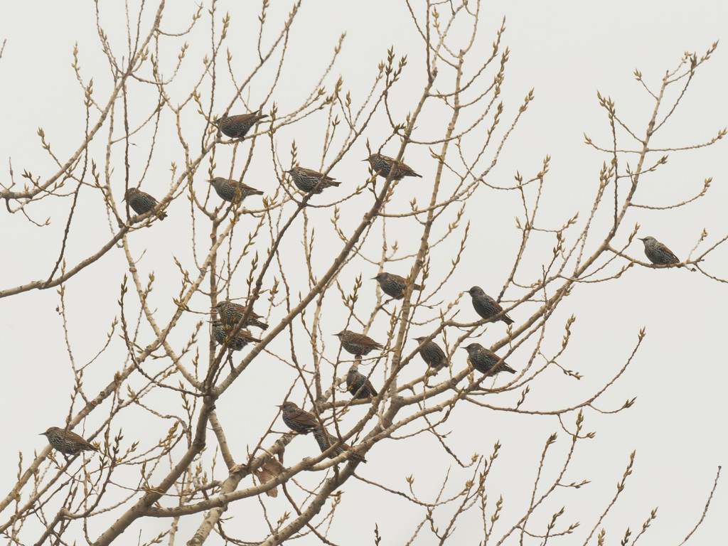 starlings by rminer