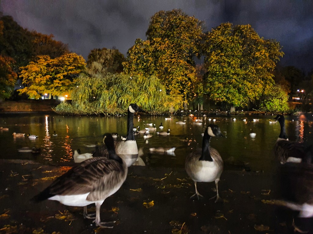 Night time feed by isaacsnek