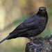 Male Blackbird by pcoulson