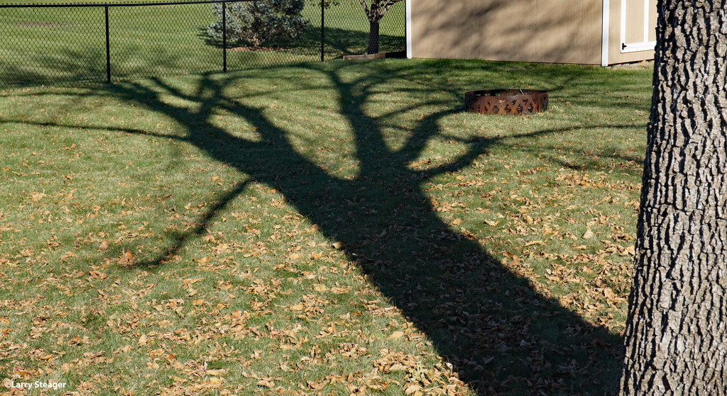 Afternoon shadow Ash tree by larrysphotos