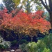 Dogwood autumn color