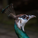 Peacock by yorkshirekiwi