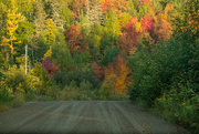 29th Oct 2020 - Fall Colours 
