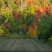 Fall Colours  by radiogirl