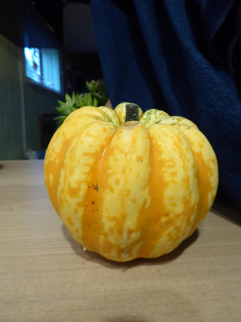 The first pumpkin  by speedwell