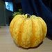 The first pumpkin  by speedwell
