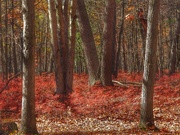29th Oct 2020 - Fall color-Tobico Marsh