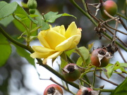6th Oct 2020 - Our climbing rose is back in bloom