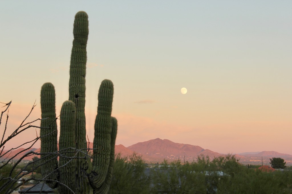 Good Evening Arizona by corinnec