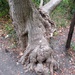 Gnarled tree trunk by bruni
