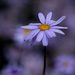 Blue felicia by maureenpp