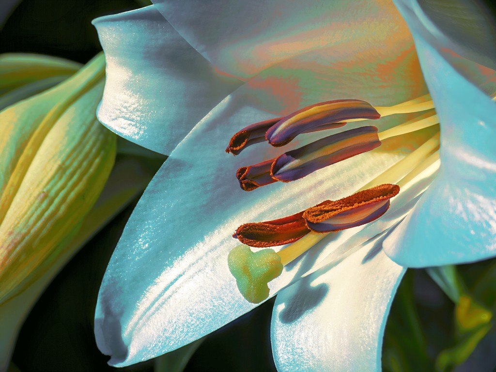 My favourite Lily up close by ludwigsdiana