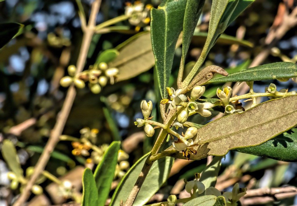 Olive blossoms by ludwigsdiana