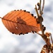 Backlit leaf by sandlily