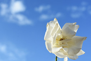 29th Oct 2020 - Minimal white rose