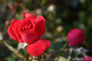 29th Oct 2020 - Red roses
