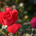 Red roses by homeschoolmom