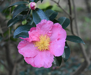 30th Oct 2020 - Pink camellia and bud