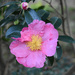 Pink camellia and bud by homeschoolmom