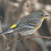 Yellow-rumped Warbler by annepann