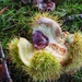 Sweet Chestnut  by s4sayer
