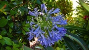 31st Oct 2020 -  Agapanthus Reaching For The Sun ~  