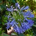  Agapanthus Reaching For The Sun ~   by happysnaps
