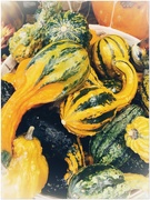 30th Oct 2020 - Gourds and pumpkins at my grocery store