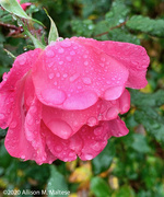 28th Oct 2020 - Rained On Rose 