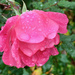 Rained On Rose  by falcon11