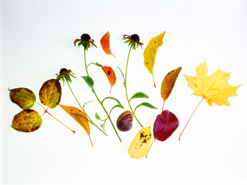 Cornucopia of autumn stuff by jon_lip