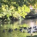 Canal Birds by cataylor41