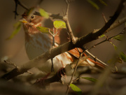 30th Oct 2020 - fox sparrow
