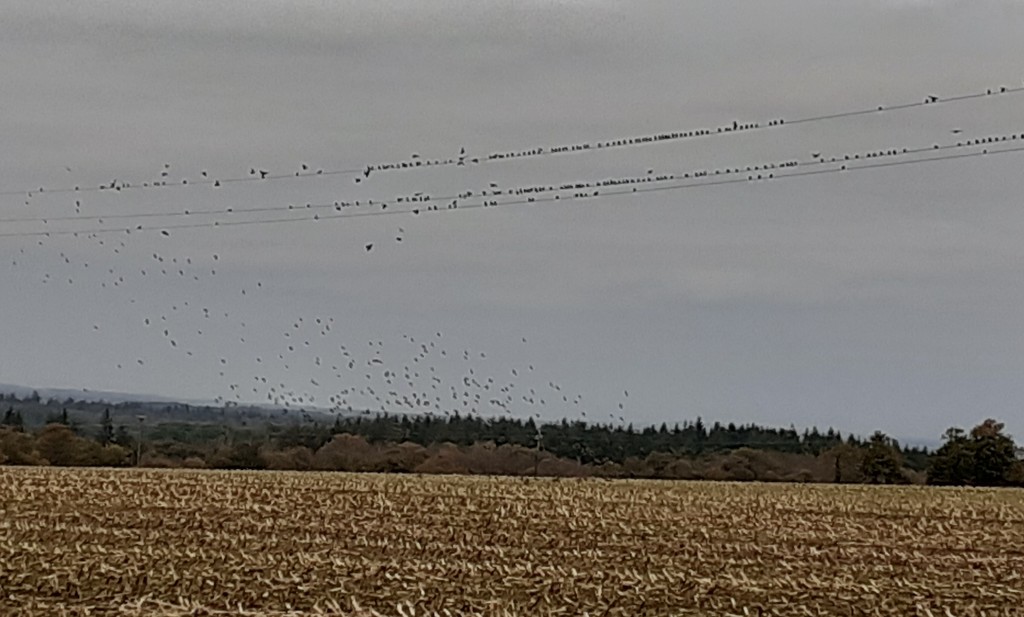 Starlings foregather by s4sayer