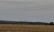 30th Oct 2020 - Starlings foregather