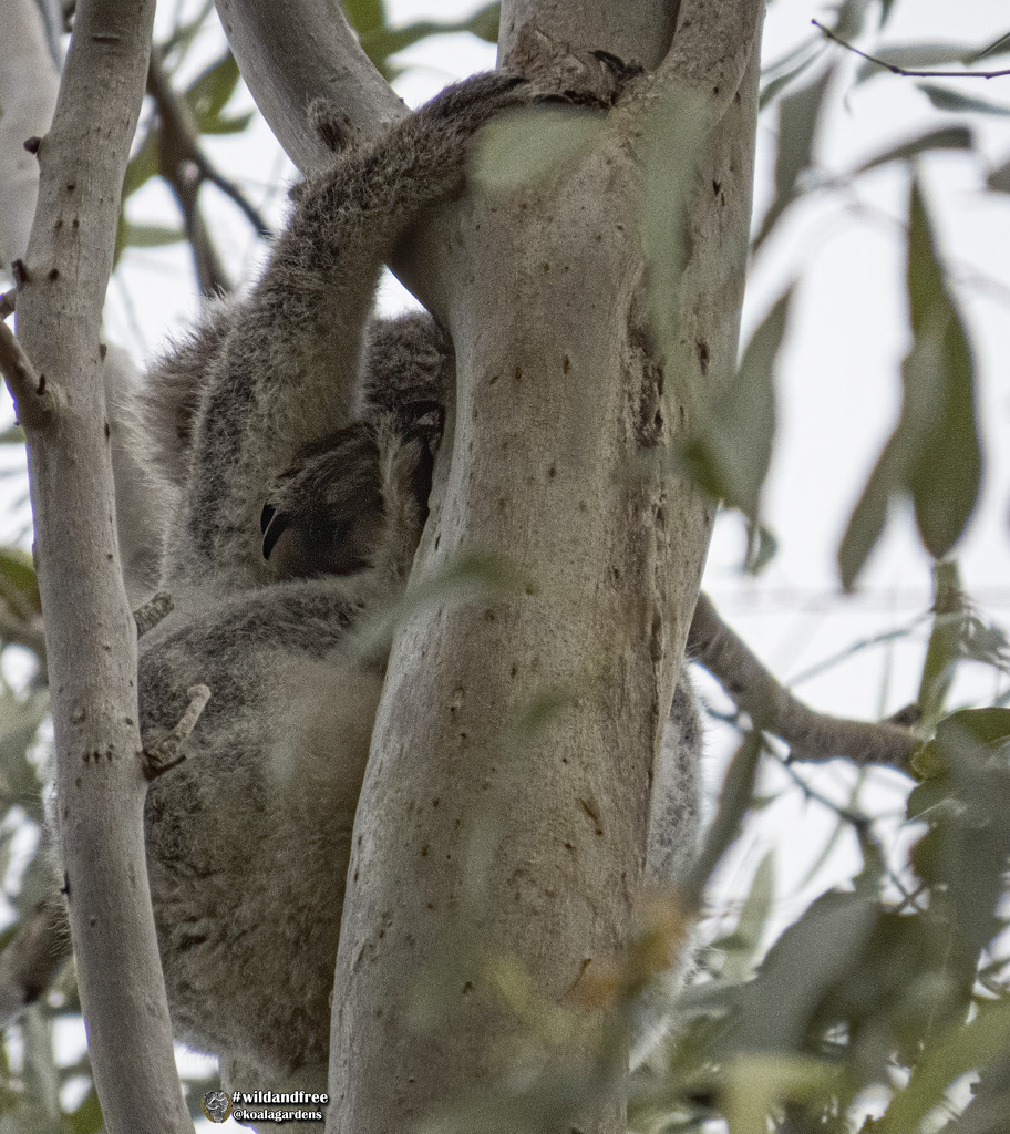 all atangled by koalagardens