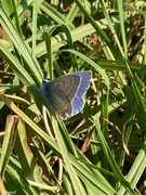 30th Oct 2020 - Little blue butterfly