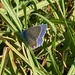 Little blue butterfly by monicac