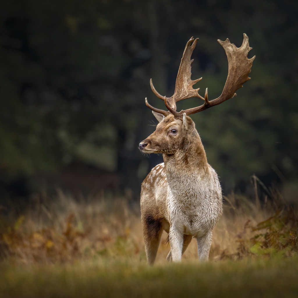 Fallow Stag  by shepherdmanswife