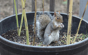 27th Oct 2020 - Squirrel In a Barrel