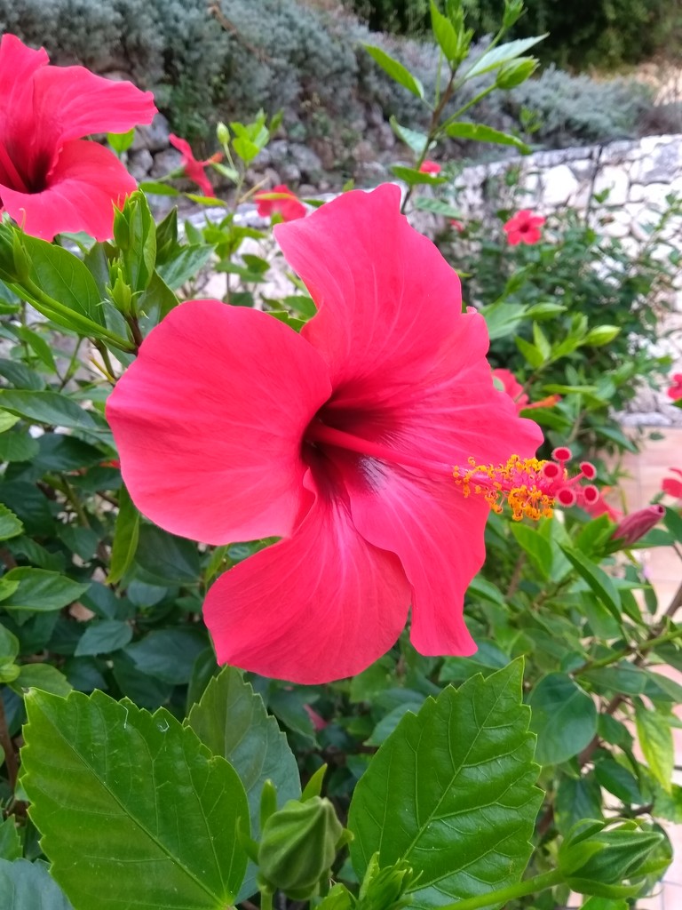Hibiscus by countrylassie