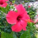 Hibiscus by countrylassie