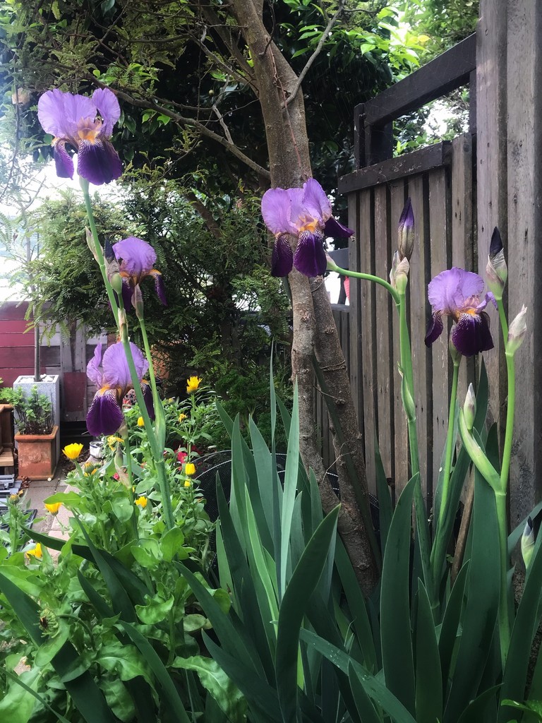 Irises by carolinesdreams