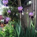 Irises by carolinesdreams