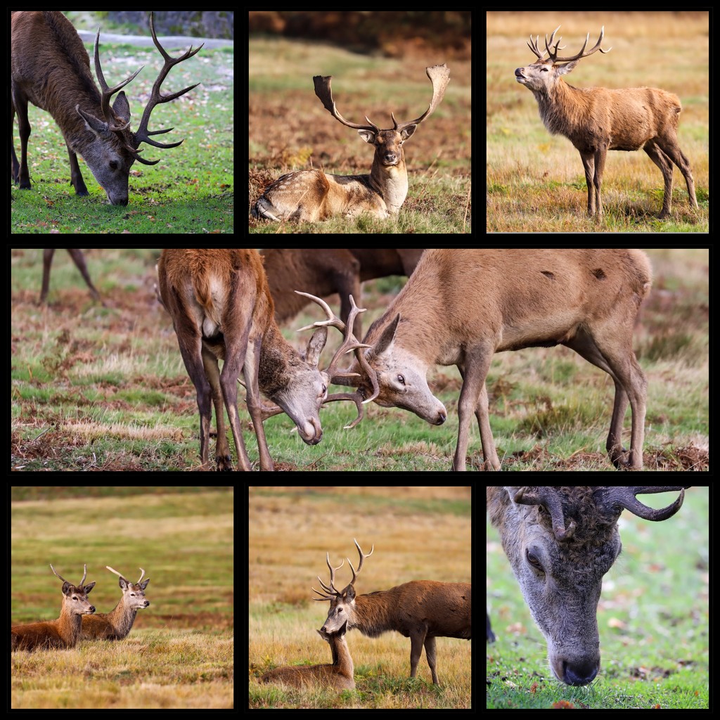 Bradgate Park Deer  by phil_sandford