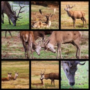 30th Oct 2020 - Bradgate Park Deer 