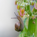 snails pace by ulla