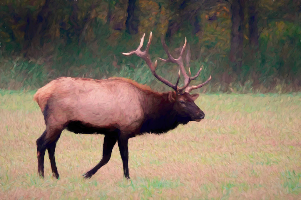 Boxley Valley Elk by milaniet