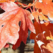 Red Oak leaves by larrysphotos