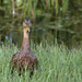 Mottled duck  by dutchothotmailcom